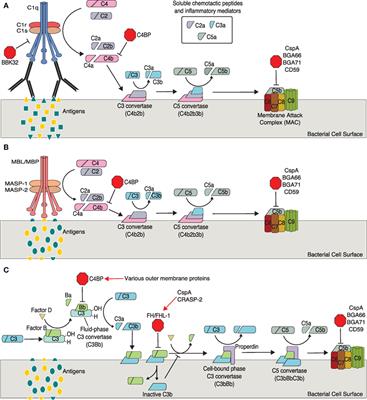 Host Immune Evasion by Lyme and Relapsing Fever Borreliae: Findings to Lead Future Studies for Borrelia miyamotoi